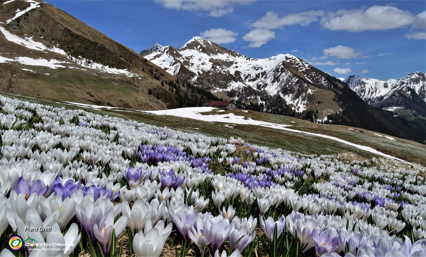 77 Sui pascoli spettacolari distese di Crocus vernus multicolori.JPG